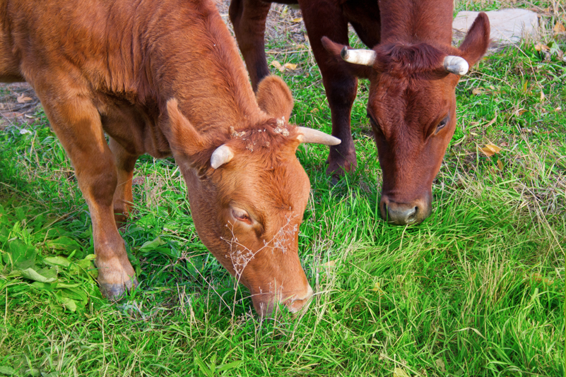 Aubrac