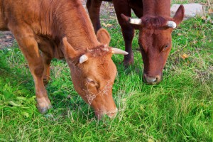 Vache de l'aubrac