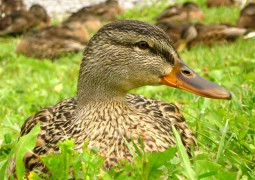 ensemble de canard au repos dans un jardin