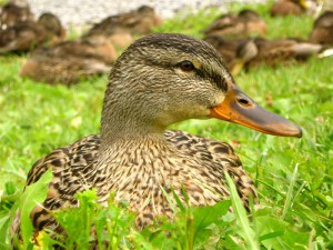 ensemble de canard au repos dans un jardin