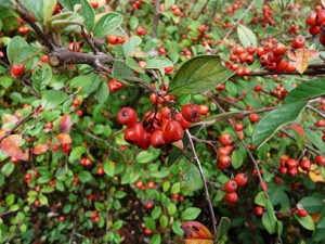 arbuste cotoneaster