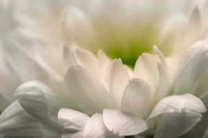 Chrysanthème blanche