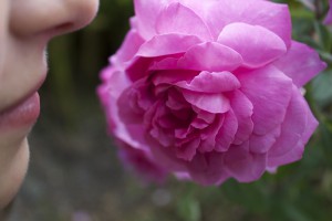 fleur rose