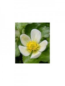 caltha-palustris-alba