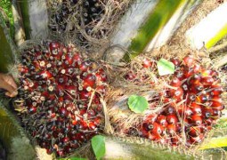 fruits qui donnent l'huile de palme