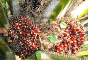 fruits qui donnent l'huile de palme