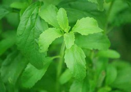 stevia