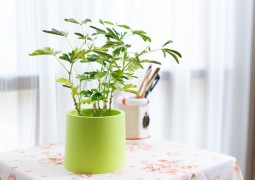 Pot en plastique pour y mettre nos plantes vertes