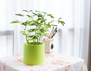 Pot en plastique pour y mettre nos plantes vertes
