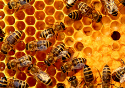 abeille dans une ruche