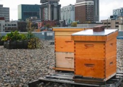 ruches placées sur un toit en pleine ville