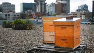 ruches placées sur un toit en pleine ville