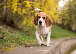 chien marchant sur un mur autour d'un bois ou de végétation