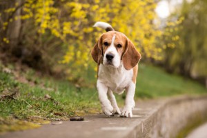 chien marchant sur un mur autour d'un bois ou de végétation