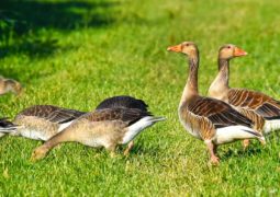 vente foie gras