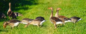 vente foie gras