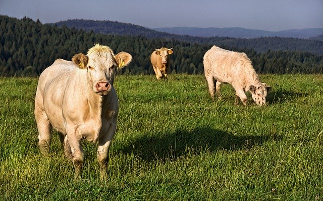 Viande de boeuf : choisir le bon morceau - Utile et pratique