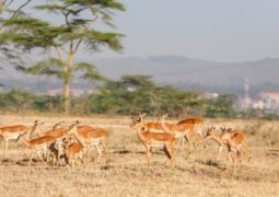 Antilope au Kenya