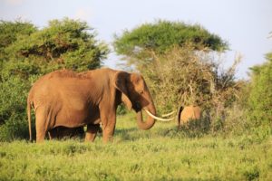 éléphants au Kenya