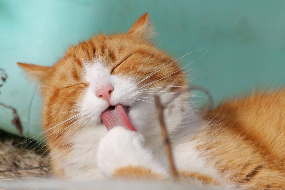 Pelade chez le chat quelles sont les solutions ? Utile et pratique
