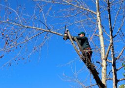 entretenir vos arbres