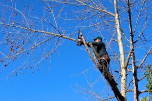 entretenir vos arbres