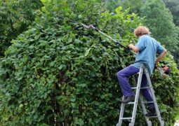 taille-douce-arbres