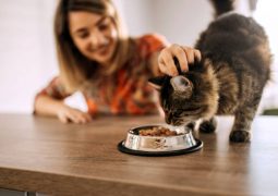 chat agé