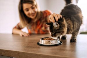 chat agé
