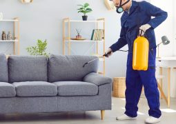 désinsectisation profesionnelle